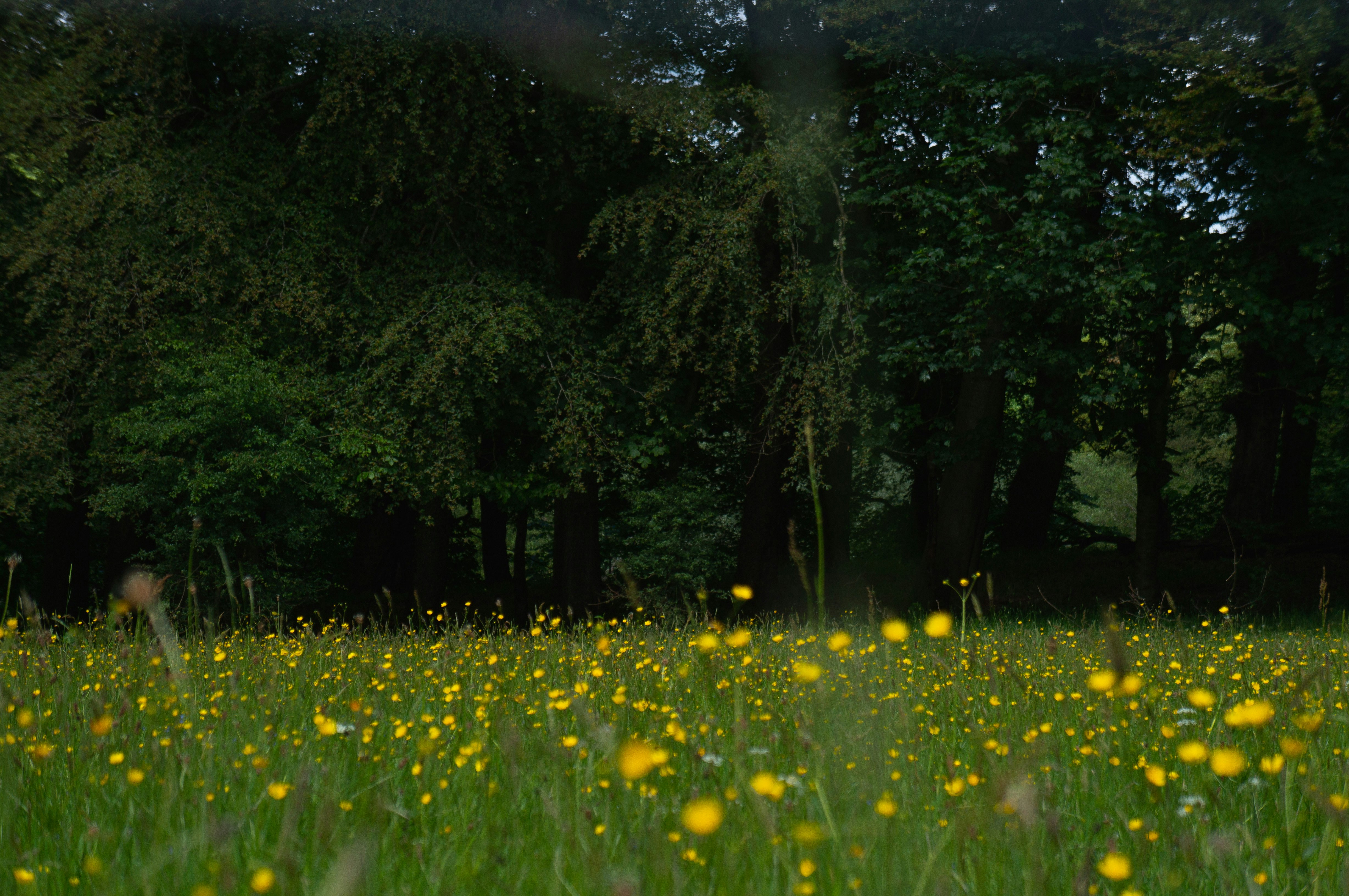 yellow petaled flowers near tree